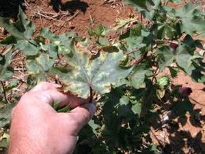 uploads/images/disease/Verticllium wilt of Cotton.jpg